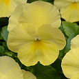 Виола ампельная Кул Вэйв Лемон Виола ампельная Кул Вэйв Лемон
