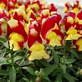 Львиный зев Снэппи Оранж энд Еллоу