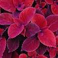 Колеус Визард Вельвет Ред Колеус Визард Вельвет Ред