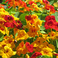 Настурция (Капуцин) махровая, смесь Настурция (Капуцин) махровая, смесь
