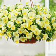 Виола ампельная Кул Вэйв Лемон Виола ампельная Кул Вэйв Лемон