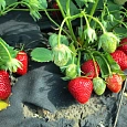Земляника садовая Аромас