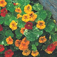 Настурция низкорослая Аляска смесь Настурция низкорослая Аляска смесь