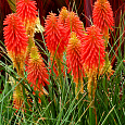 Книфофия (Тритома) ягодная Flamenco Книфофия (Тритома) ягодная Flamenco