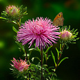 Астра июльская Розовая Астра июльская Розовая
