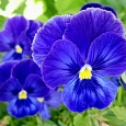 Виола крупноцветковая Инспайер Плюс Тру Блю Виола крупноцветковая Инспайер Плюс Тру Блю