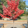 Клен красный Fairview Flame