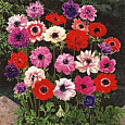 Анемона корончатая Сент Бриджид смесь окрасок