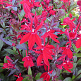 Лобелия прекрасная Scarlet Princess Лобелия прекрасная Scarlet Princess