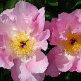 Пион молочноцветковый Pink Dawn Пион молочноцветковый Pink Dawn