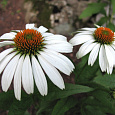 Эхинацея Примадонна Вайт