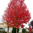 Клен Фримана Jeffersred Клен Фримана Jeffersred