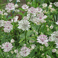 Астранция большая Sunningdale Variegated