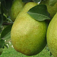 Груша плодовая Выставочная Груша плодовая Выставочная
