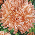 Астра королевский размер Абрикосовая Астра королевский размер Абрикосовая