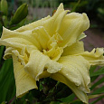 Лилейник гибридный Shamrock Double Lemon