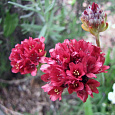 Армерия ложноармерия Ballerina Red Армерия ложноармерия Ballerina Red