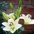 Лилия ЛА-гибрид Курьер