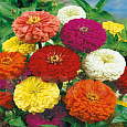 Цинния Гиганты Бенари смесь окрасок