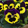 Виола крупноцветковая Инспайер Плюс Еллоу Парпл Винг Виола крупноцветковая Инспайер Плюс Еллоу Парпл Винг