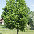 Липа крупнолистная
