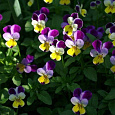 Виола (Фиалка) гибридная Jumping Johnny Виола (Фиалка) гибридная Jumping Johnny