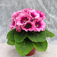 Глоксиния Импресс Пинк Биколор Глоксиния Импресс Пинк Биколор