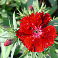 Гвоздика Чиба Скарлет Гвоздика Чиба Скарлет