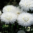 Астра пионовидная Снежная красавица Астра пионовидная Снежная красавица