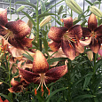 Лилия азиатская Танго Чоклат Ивент