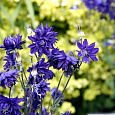 Аквилегия гибридная МакКаны Барлоу Блу Аквилегия гибридная МакКаны Барлоу Блу