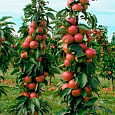 Яблоня колоновидная Есения