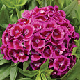 Гвоздика турецкая Barbarini Purple