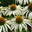 Рудбекия пурпурная Белая лебедь
