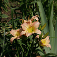Лилейник гибридный Winsome Lady