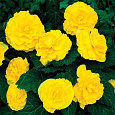 Бегония Мокка Йеллоу Бегония Мокка Йеллоу