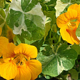 Настурция большая Золотой блик Настурция большая Золотой блик