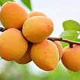 Абрикос обыкновенный Царский