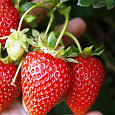 Земляника садовая Корона