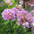 Аремерия ложноармерия Ballerina Lilac Аремерия ложноармерия Ballerina Lilac