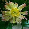 Пион молочноцветковый Green Lotus