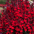 Лобелия прекрасная Scarlet Princess Лобелия прекрасная Scarlet Princess