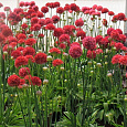 Армерия ложноармерия Ballerina Red Армерия ложноармерия Ballerina Red