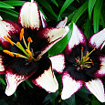Лилия азиатская Танго Блэк Ай