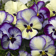 Виола ампельная Вондерфол Блю Пикоти Шейдс Виола ампельная Вондерфол Блю Пикоти Шейдс