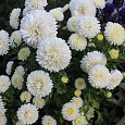 Астра низкорослая Белый ковер Астра низкорослая Белый ковер