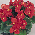 Бегония вечноцветущая зеленолистная Спринт Плюс Ред
