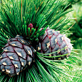 Сосна кедровая Сосна кедровая