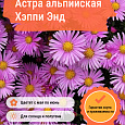 Астра альпийская Хэппи Энд