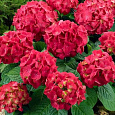 Гортензия крупнолистовая Дорис